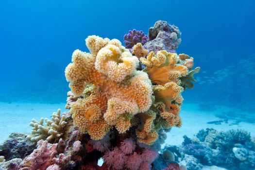 coral reef with yellow soft coral  sarcophyton at the bottom of red sea in egypt on blue water background