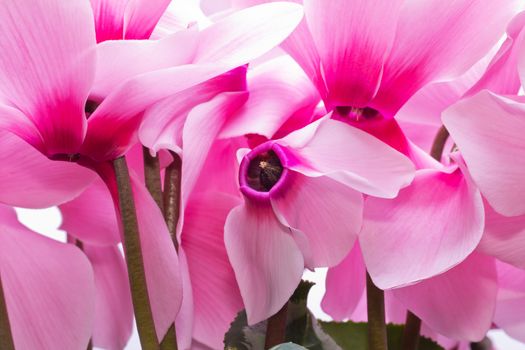 flowers of pink cyclamen - close up