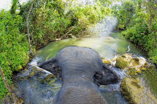 Elephant walking in a river in the jungle
