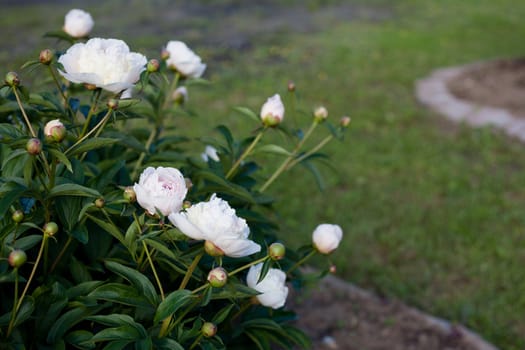 Several white peonies in the garden
