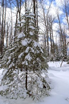 A nice scenic image of the wonderland that winter can create in Ontario Canada.