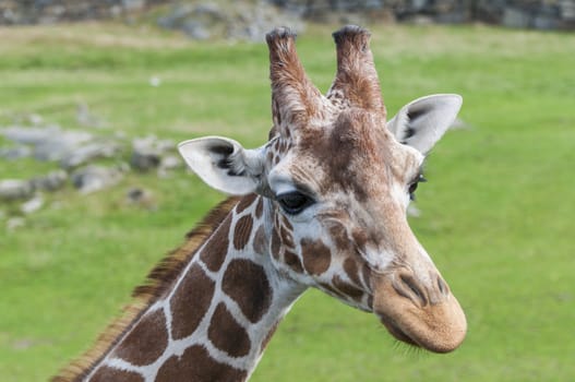 Landscape portrait of a giraffe.