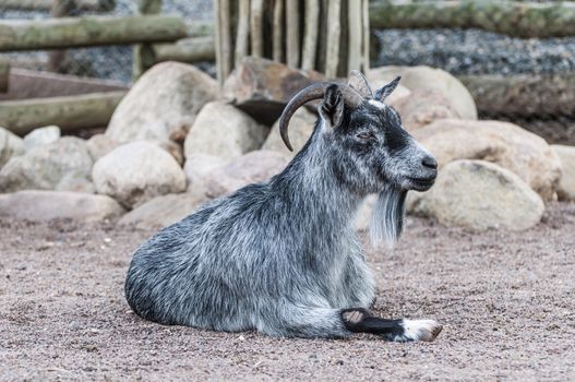 Landscape portrait of a relaxed goat laying on the ground in a zoo.