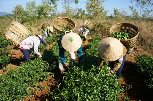 BAO LOC, VIETNAM-  FEB 24: People pick tea leaf on agricultural plantation, tea leave is good, healthy drink, picker working at day, carry basket, pick green leaf to harvest, Vietnam, Feb 24, 2014