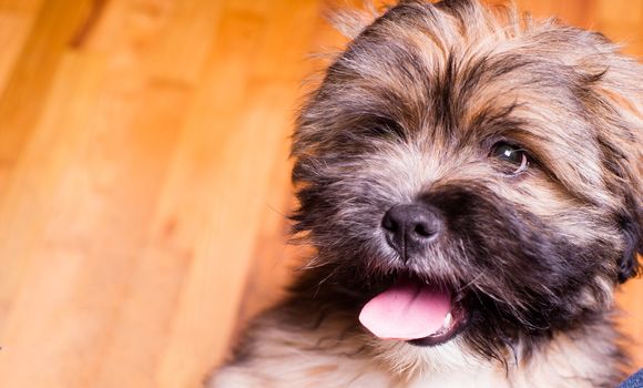 The Lhasa Apso is a non-sporting dog breed originating in Tibet. It was bred as an interior sentinel in the Buddhist monasteries, to alert the monks to any intruders who entered.