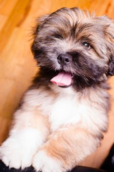 The Lhasa Apso is a non-sporting dog breed originating in Tibet. It was bred as an interior sentinel in the Buddhist monasteries, to alert the monks to any intruders who entered.