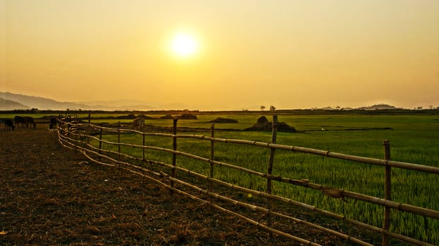 Vietnam countryside scenery at sunset, sun go down, animal in silhouette, row of bamboo fence with golden light, green paddy field at dawn, this make impression  and beautiful landscape