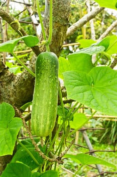 Zucchini growing in the garden