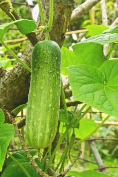 Zucchini growing in the garden