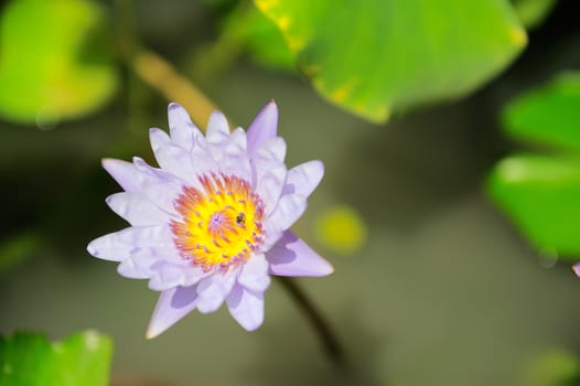 Pink Lotus water back