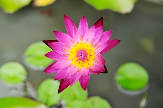Pink Lotus water back