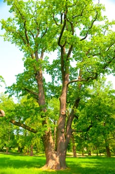great spreading oak grows on a green lawn