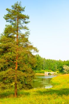 lone spruce near the pond