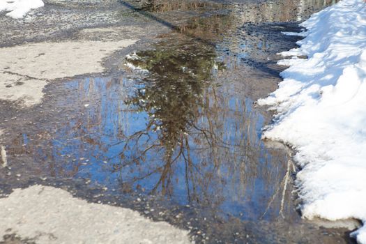reflection of spruce in spring puddle