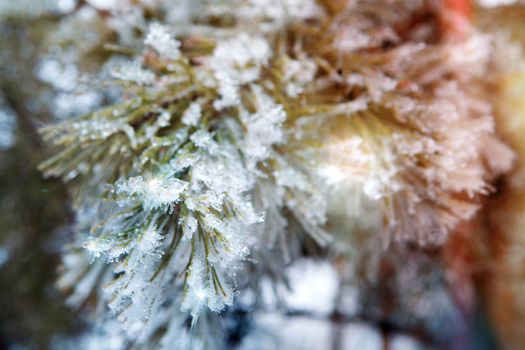 branch of a conifer with snow in lights
