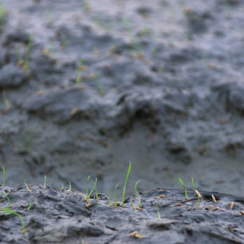 Rice seedlings were germinated rice growth.