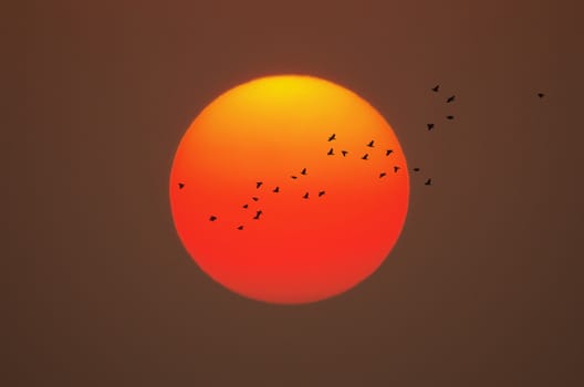 Beautiful sunset the flock of birds flying cross sun.