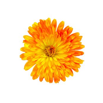 Calendula orange-yellow terry isolated on white background