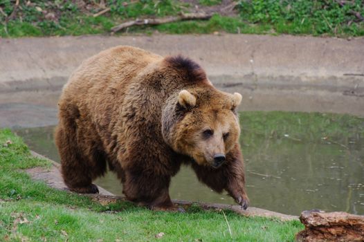 Bear walking close to a pool of water