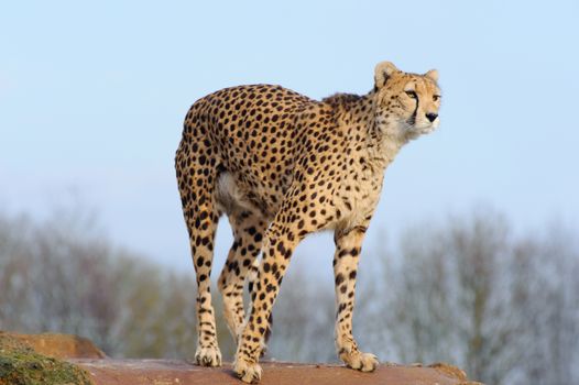 Cheetah looking ready to pounce on a rock