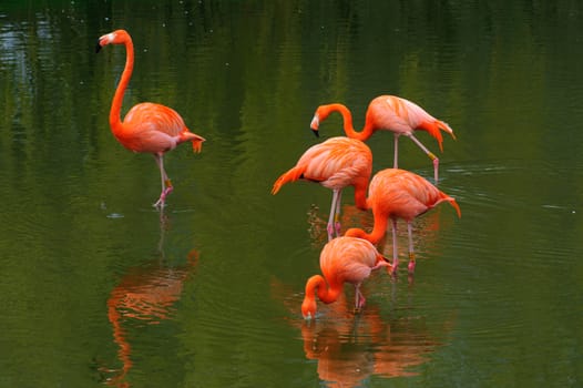 Five flamingos feeding in a pool