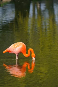 Flamingo feeding with reflection in the water