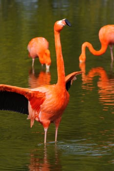 Flamingo flapping its wings at in a lake