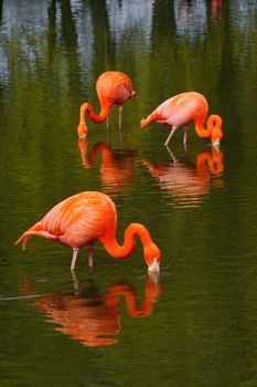 Three flamingo's feeding in a pool with vibrant color