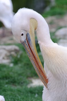Pelican preening itself with green background