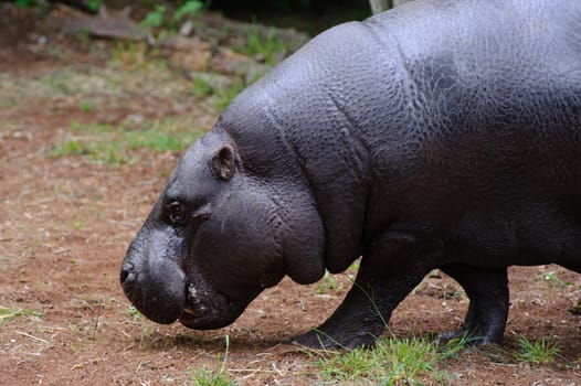 Pygmy hippo walking on grass