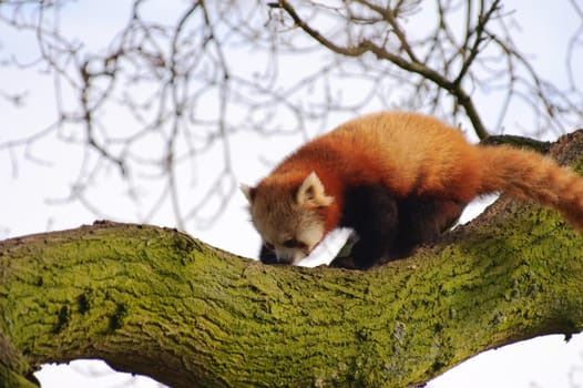 Red panda climbing high in a tree