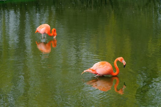 Two flamingos feeding in water 