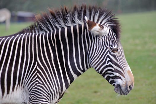 Close up of zebra head with blurred background