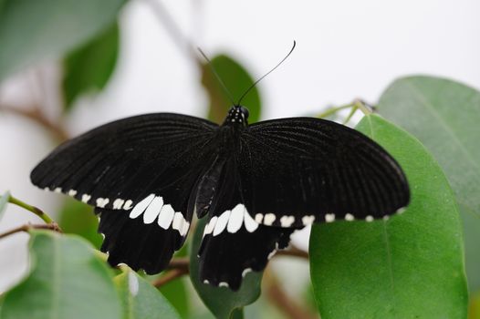 Common Mormon Butterfly on a leaf