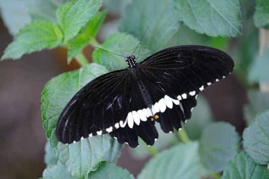 Common Mormon Butterfly on some leaves