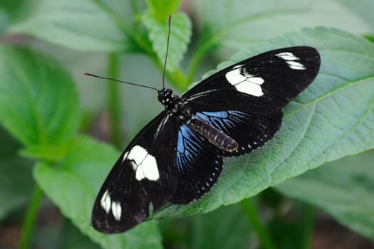 Heliconius Sara Butterfly on a plant