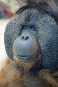 Closeup of orantutan face and head