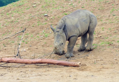 A baby rhino playing with some wood