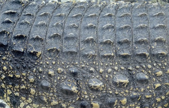 Abstract closeup of crocodile skin