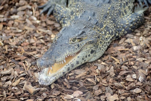 Cuban crocodile with mouth open closeup
