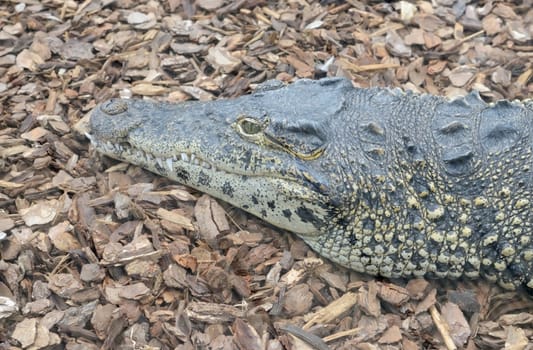 Cuban crocodile closeup of head showing teeth and skin detail