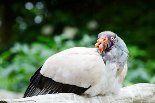 King vulture resting on branch looking colorful