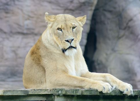 Lioness closeup detail of face making expression