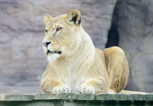 Lioness is alert and watching looking powerful and confident