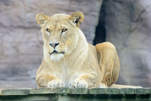 Lioness resting but still looks alert and dnagerous