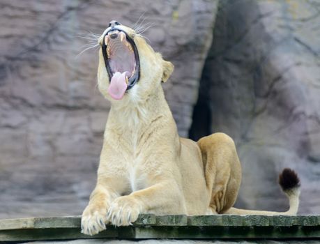 Lioness is yawning showing her teeth and tongue