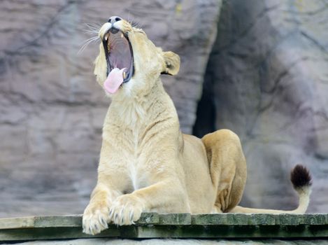 Lioness is yawning showing teeth and tongue