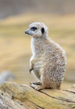 Meerkat sitting on a branch keeping lookout