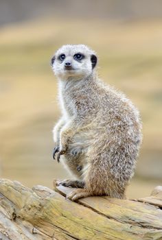 Meerkat sentry looking alert standing on branch