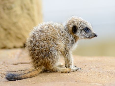 Meerkat baby looking very cute and a bit lonely or sad